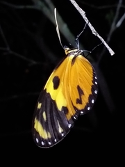 Mechanitis lysimnia macrinus