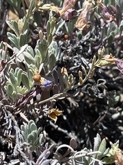 Penstemon californicus