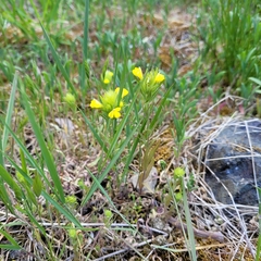Castilleja rubicundula