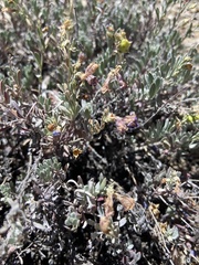 Penstemon californicus