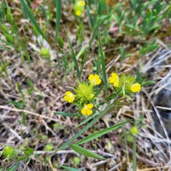 Castilleja rubicundula