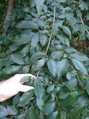 Coptodisca splendoriferella