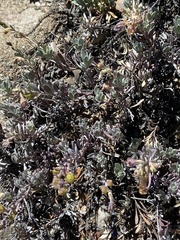 Penstemon californicus