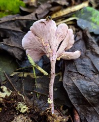 Trogia cantharelloides