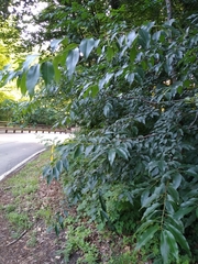 Coptodisca splendoriferella