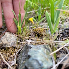 Castilleja rubicundula