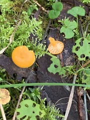 Hygrocybe