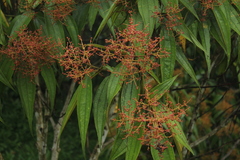 Miconia dolichorrhyncha