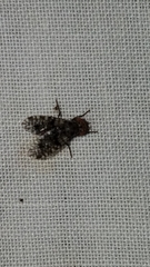 Odinia picta