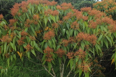 Miconia dolichorrhyncha