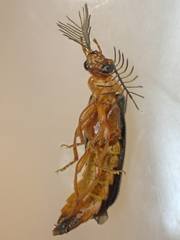 Zarhipis integripennis