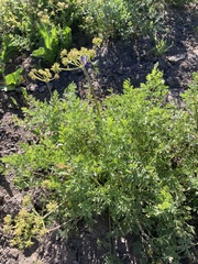 Lomatium dissectum eatonii