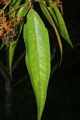 Miconia dolichorrhyncha