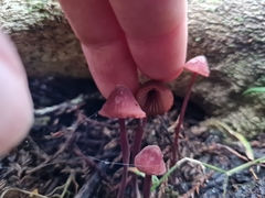 Mycena mariae