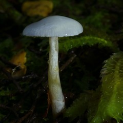 Cortinarius cycneus