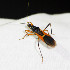 Ectomocoris ornatus