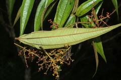 Miconia dolichorrhyncha