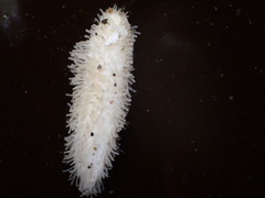 Eupentacta quinquesemita