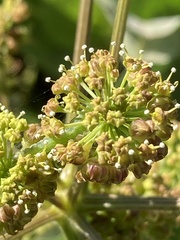 Lomatium dissectum eatonii