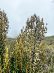 Miconia salicifolia