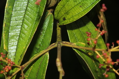 Miconia dolichorrhyncha