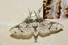 Megastes praxiteles