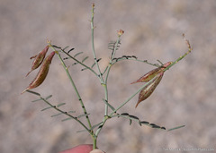 Astragalus casei