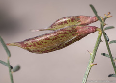 Astragalus casei