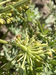 Lomatium dissectum eatonii
