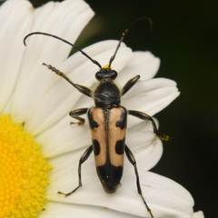 Toxoleptura vexatrix