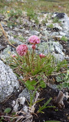 Armeria maritima sibirica