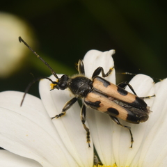 Toxoleptura vexatrix