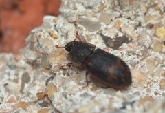 Eucicones marginalis