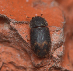 Eucicones marginalis