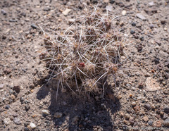 Micropuntia pulchella