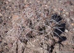 Micropuntia pulchella