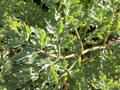 Lomatium dissectum eatonii