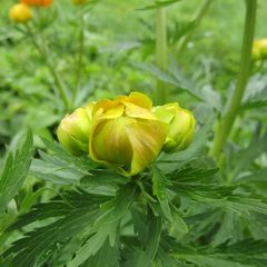 Trollius asiaticus