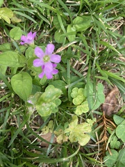 Oxalis debilis