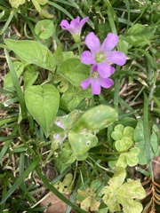 Oxalis debilis