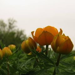 Trollius asiaticus