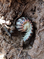 Apheloriini
