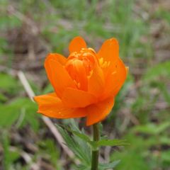 Trollius asiaticus