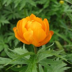 Trollius asiaticus