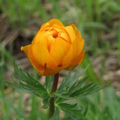 Trollius asiaticus