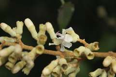 Miconia bubalina