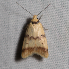 Heteroteucha anthodora