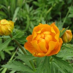 Trollius asiaticus