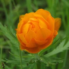 Trollius asiaticus