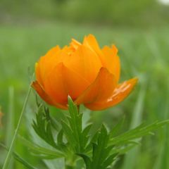 Trollius asiaticus